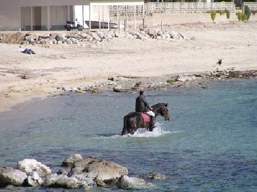 a cavallo.JPG