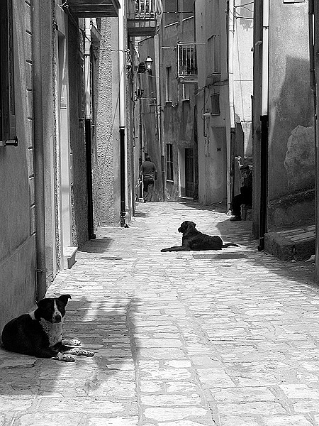 A misura d'uomo e di cane1.jpg