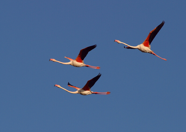 aa volo fenicotteri.jpg