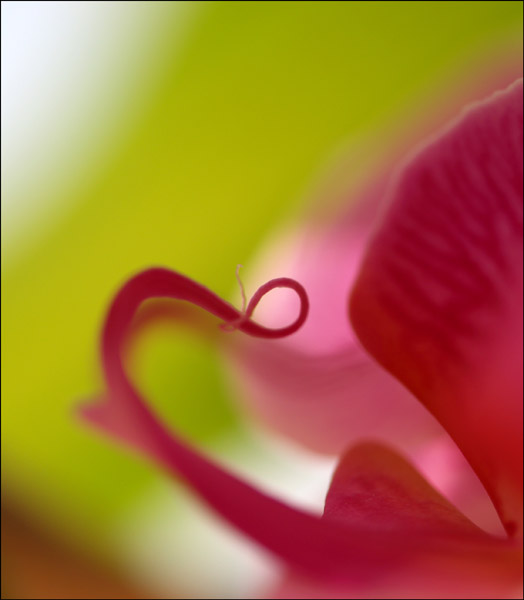 absractOrchid03.jpg