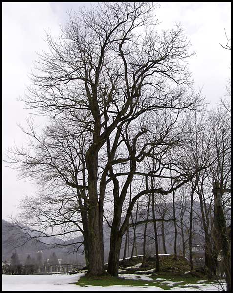 acacia.jpg