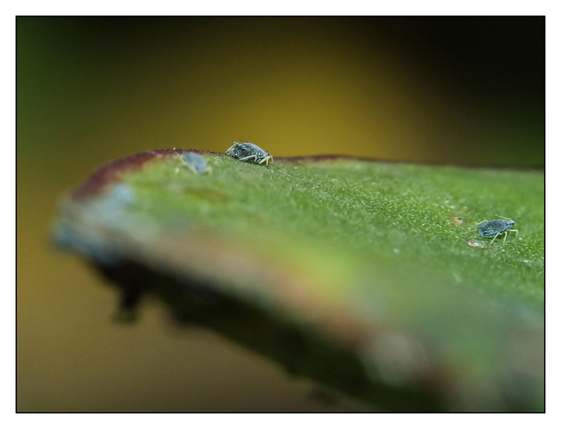 ACARO-800x600.jpg