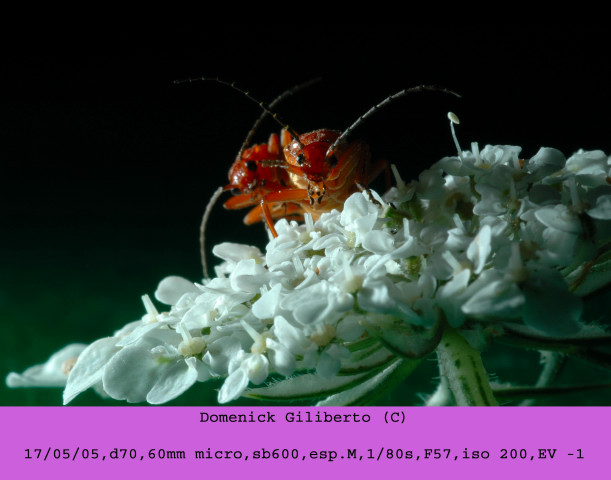 accoppiamento735.JPG