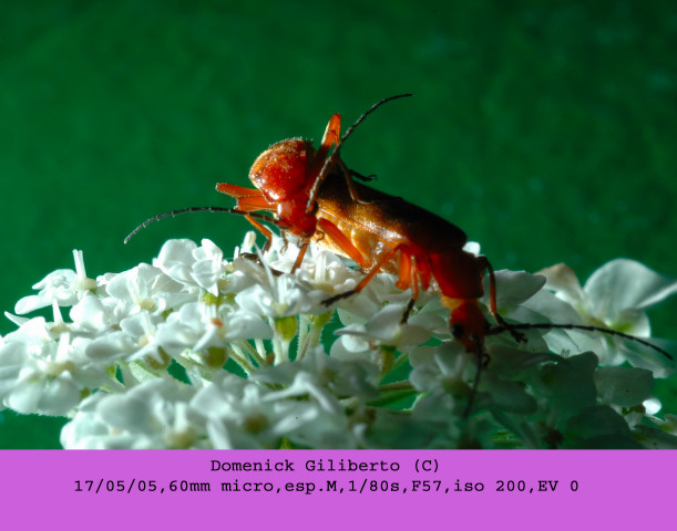 accoppiamento738.JPG