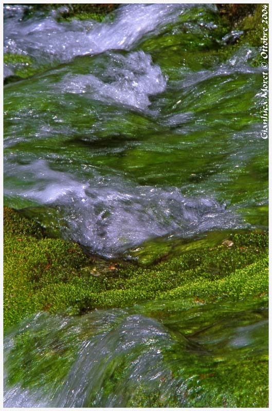 Acqua-Muschi-verdi.jpg