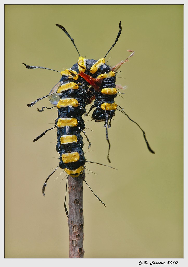 acronicta1-1400-2.jpg