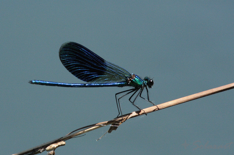 Adda-Libellula2.jpg