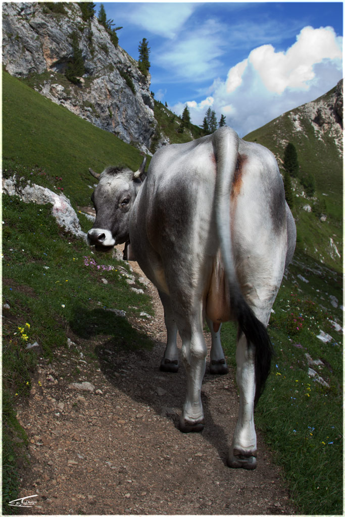 adesso-mi-sposto.jpg