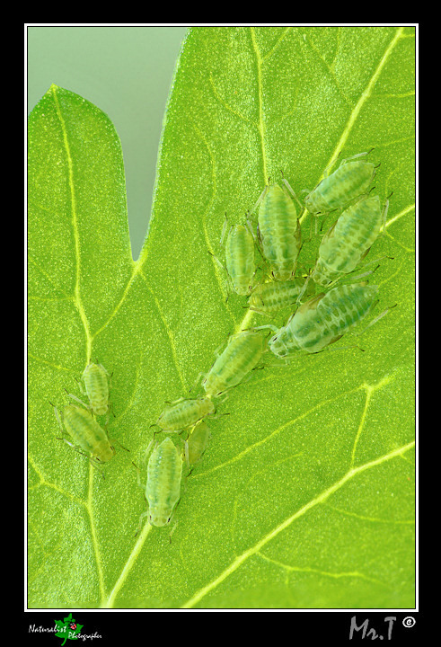 Afidi_720_desaturata.jpg