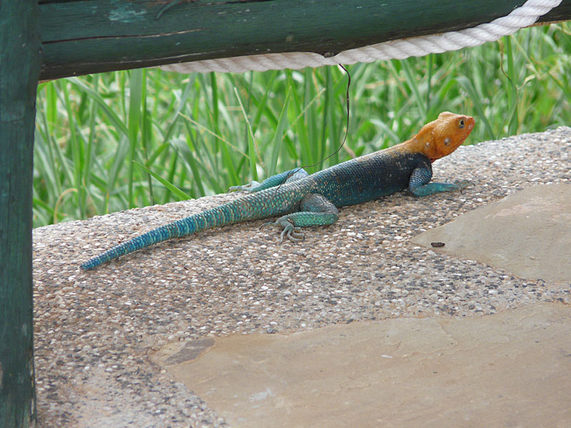 Agama_03.jpg