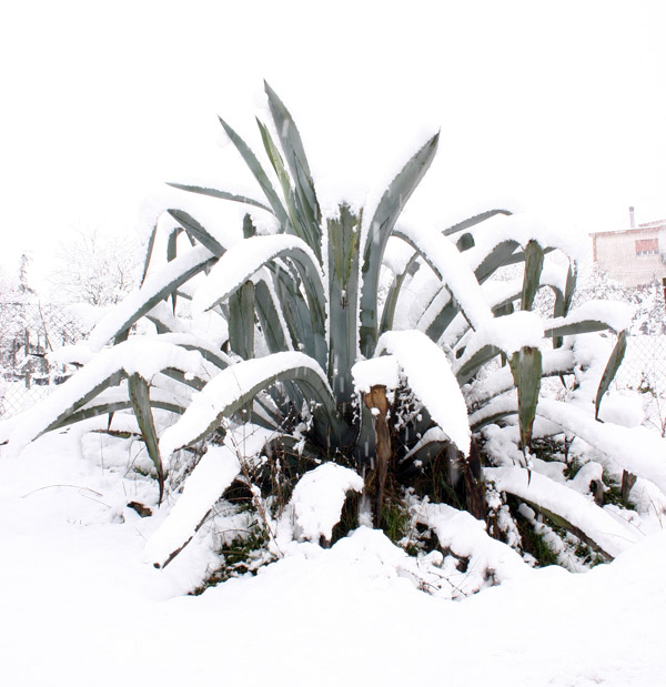 agave-innevata_.jpg