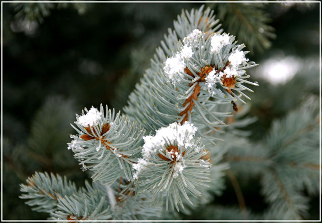 Aghi e neve_1.jpg