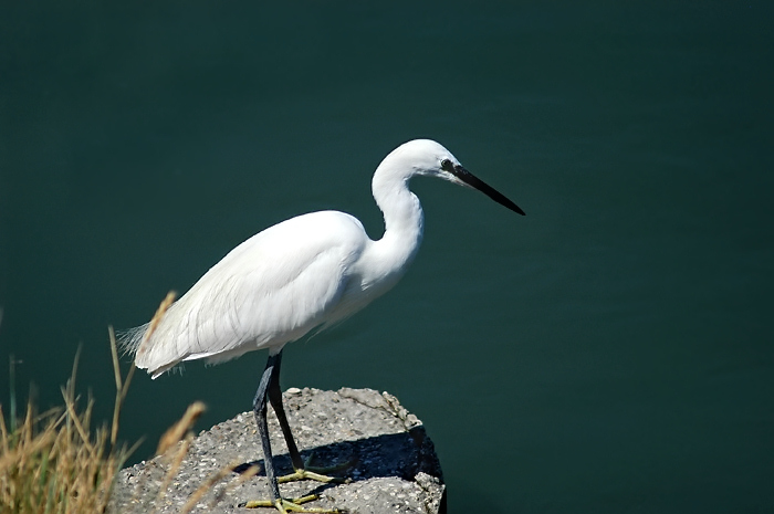 airone bianco.jpg