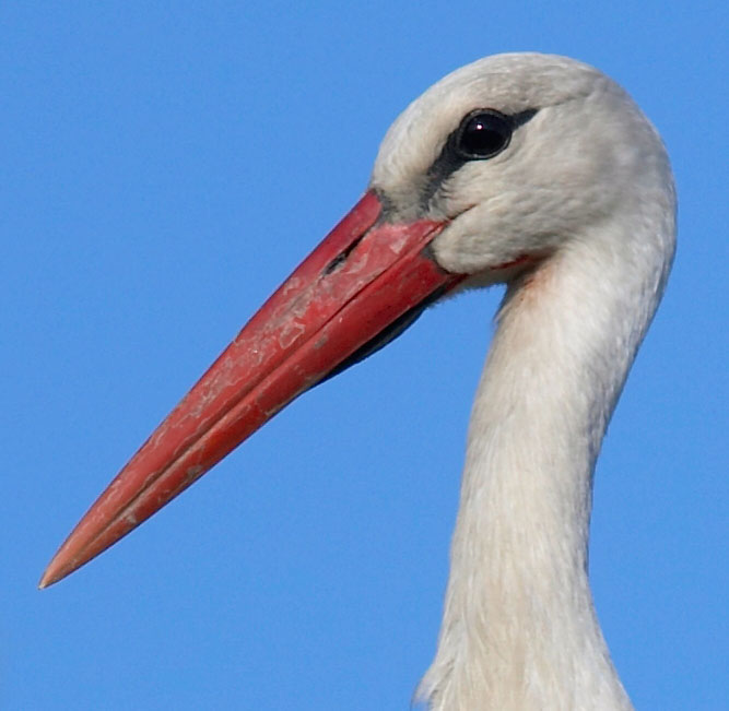 Airone Crop 1.jpg
