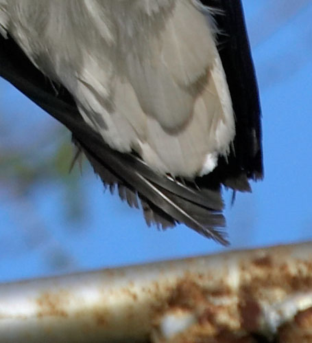 Airone Crop 2.jpg