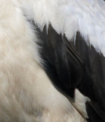 Airone Crop 3.jpg