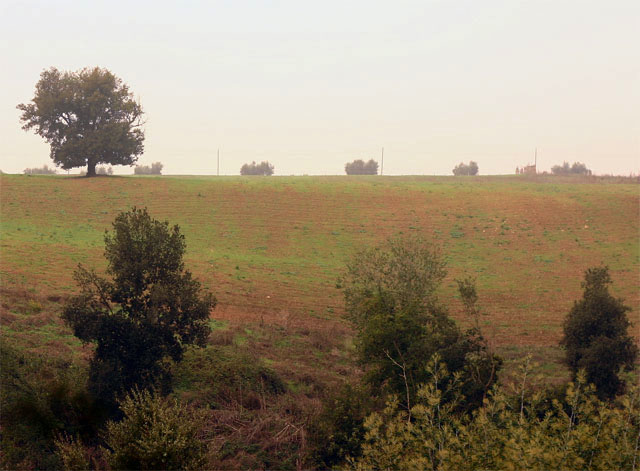 alba.jpg