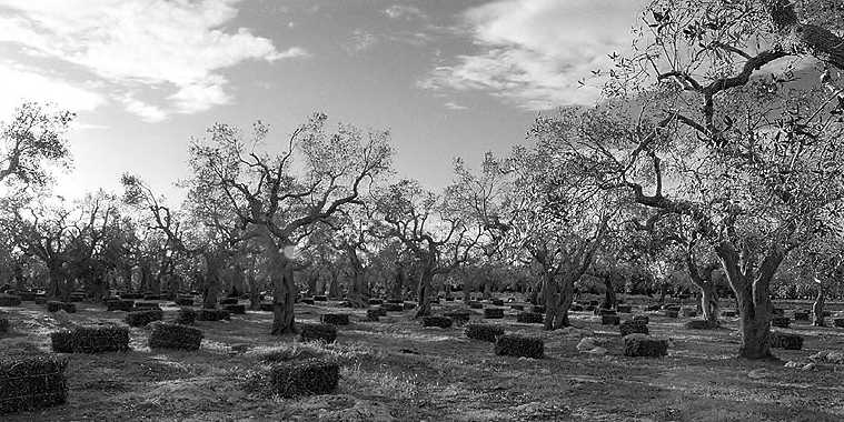 alberi-mod.jpg
