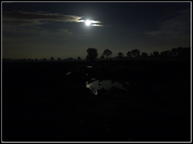alberi-nella-notte.jpg