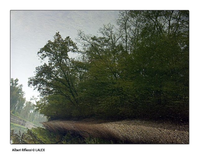 alberi-riflessi.jpg