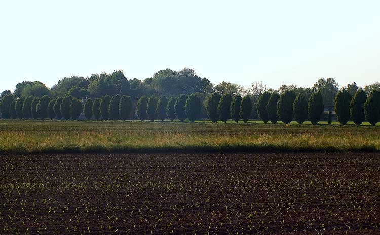 Alberi1.jpg