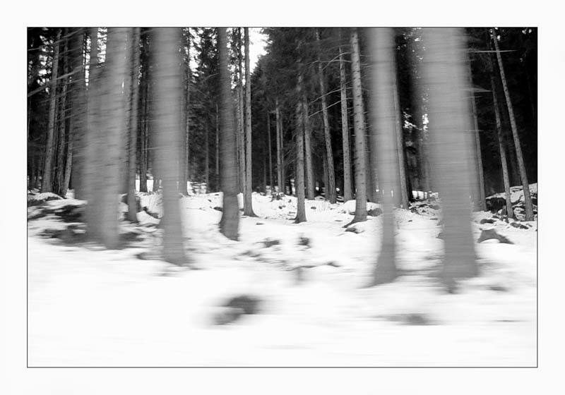 Alberi2.jpg