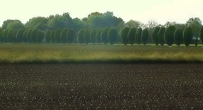 alberi2.jpg