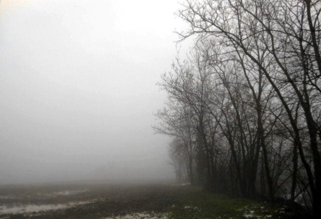 Alberi nella nebbia 2.jpg