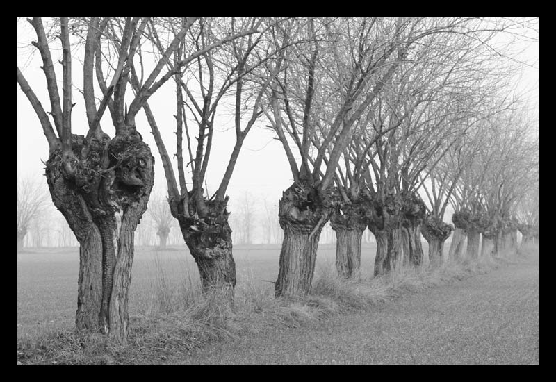 ALBERI_web.jpg