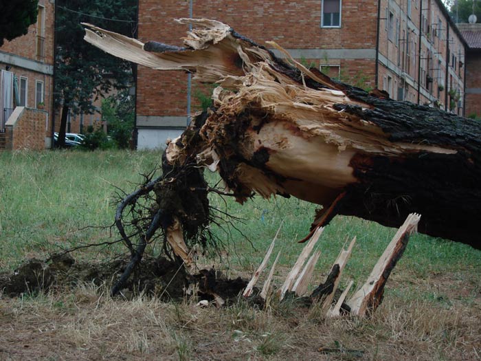 Albero-1.jpg