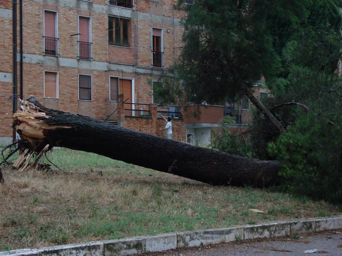 Albero-2.jpg