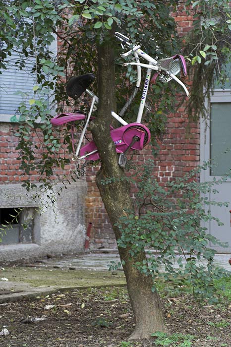 albero-della-cuccagna.jpg
