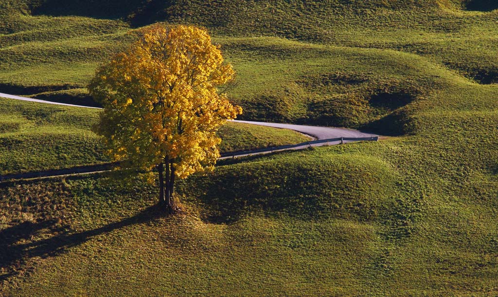 Albero-gialloII.jpg