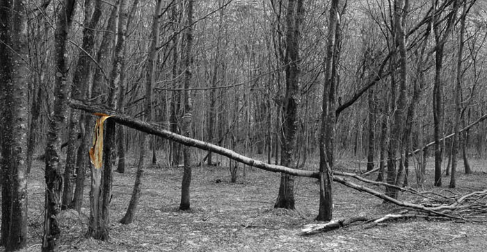 Albero-giu.jpg