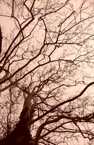 albero-MOD.jpg