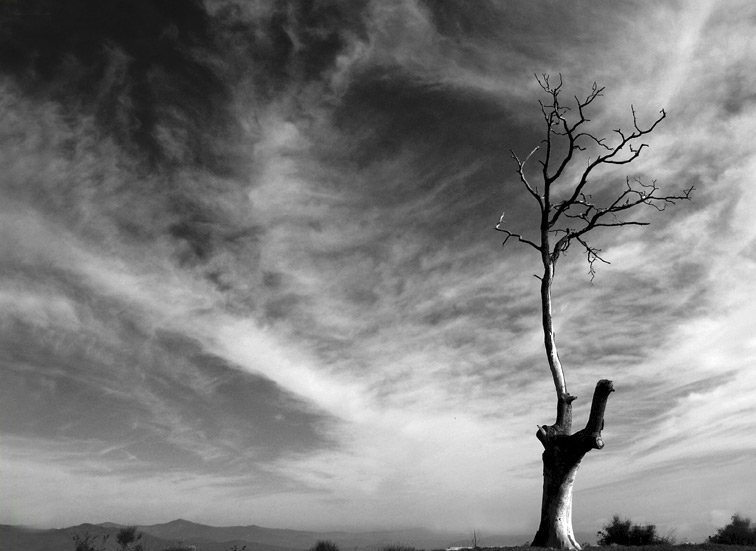 albero-modif.jpg