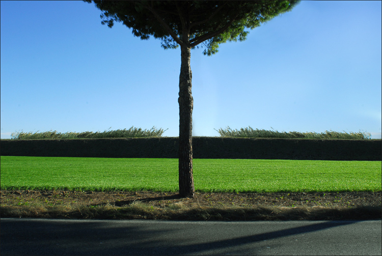 ALBERO-Q.jpg