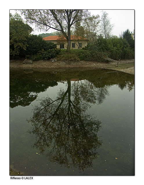 albero-riflesso.jpg