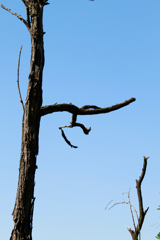 albero-secco.jpg