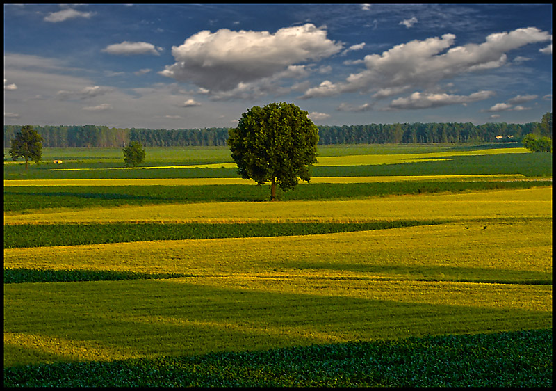 albero-zig-zag-HDR.jpg