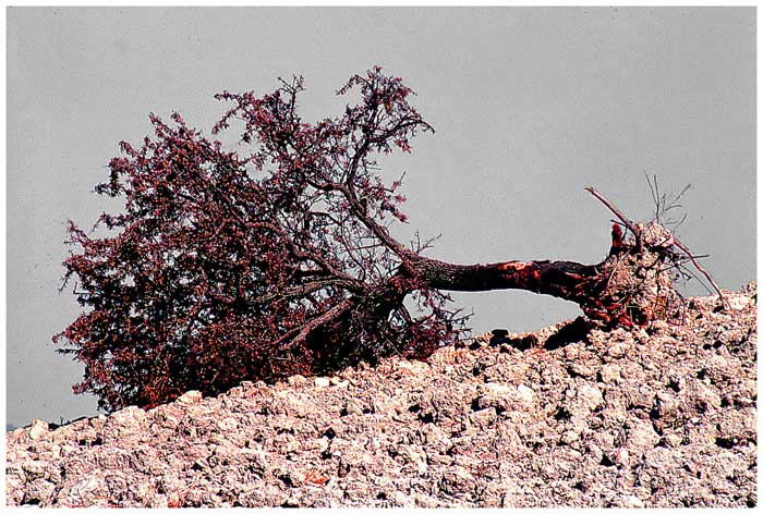 albero05.jpg