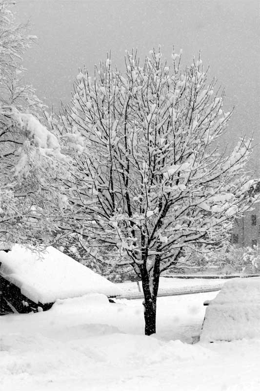albero1.jpg