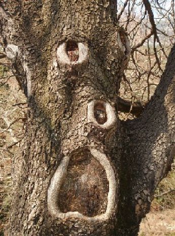 albero1.jpg