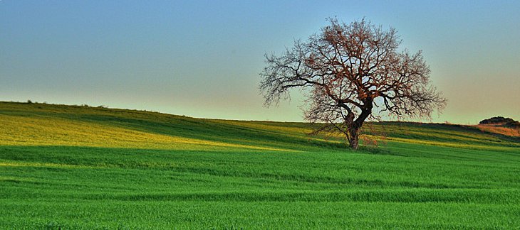 albero1.jpg