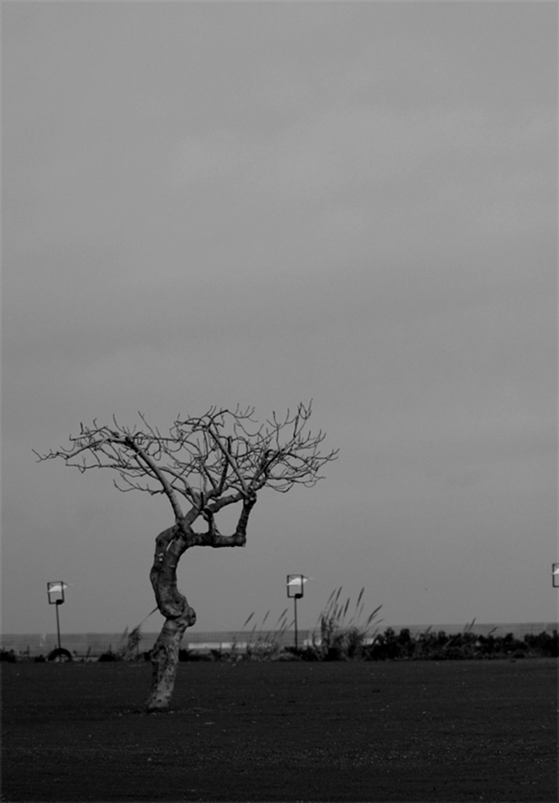albero2.jpg