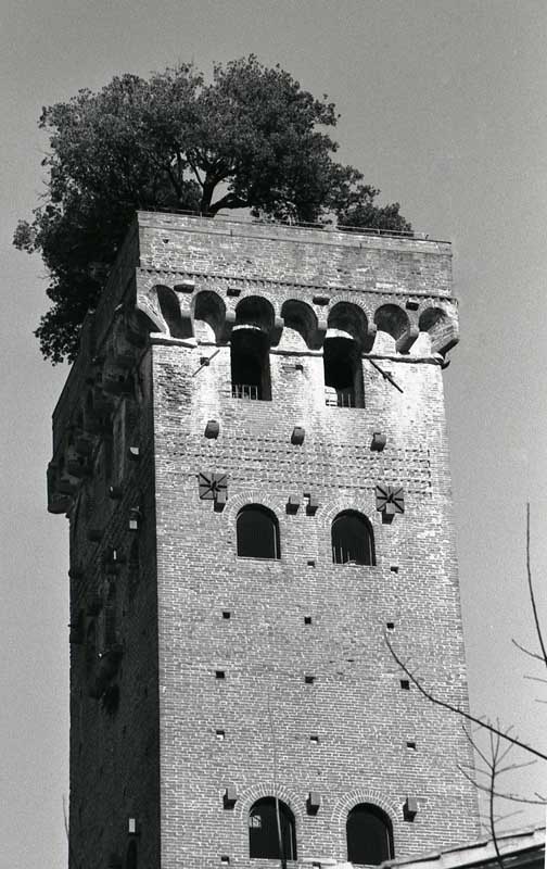 albero2.jpg