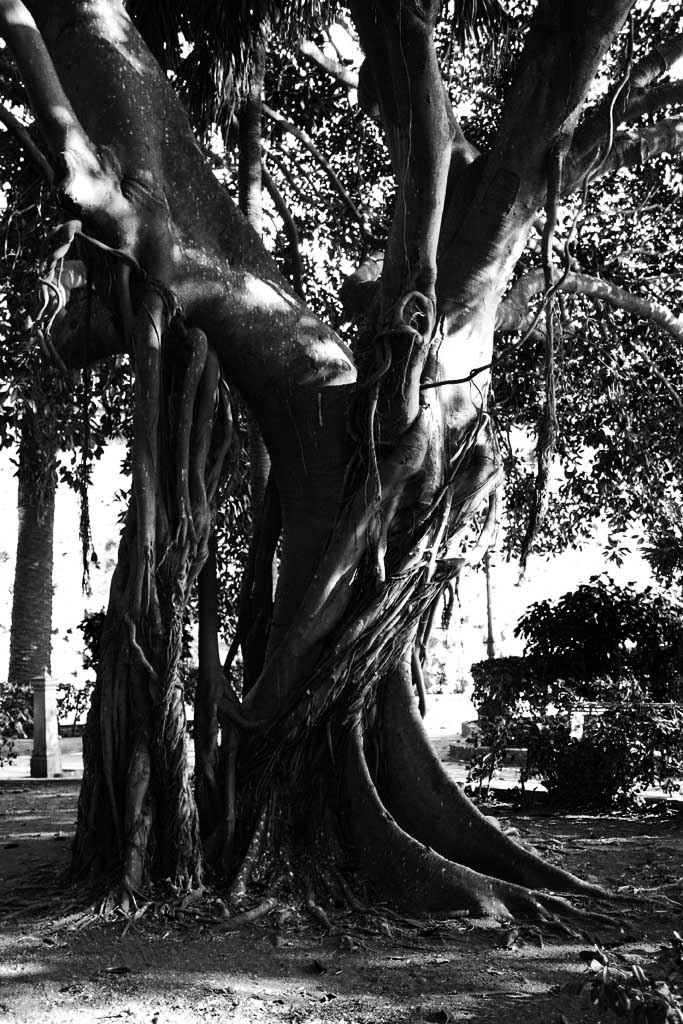 albero2.jpg