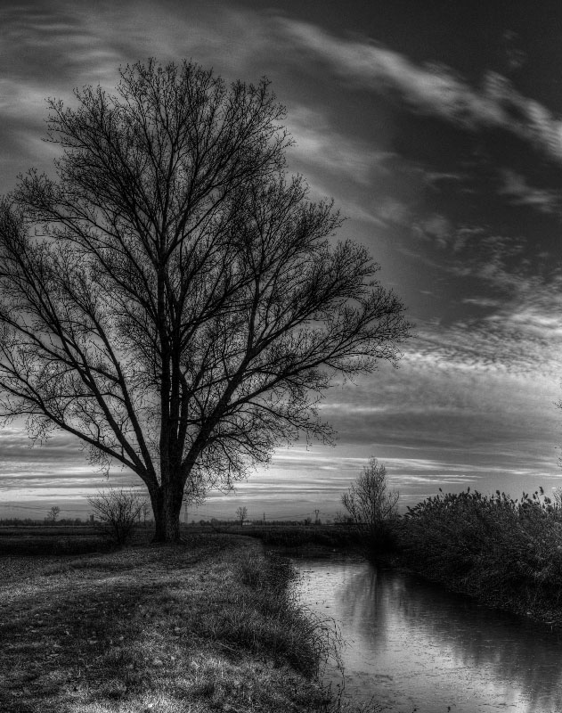 albero2,5.jpg