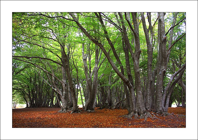 albero2.jpg