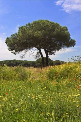 albero2.jpg